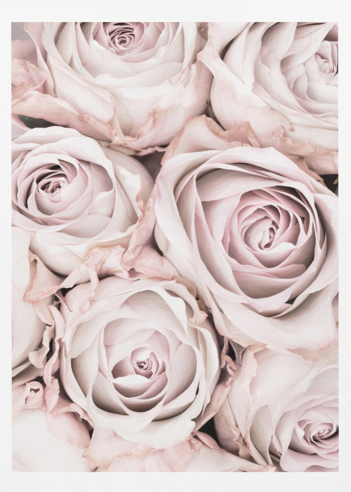 Pink Roses No 01 | Poster