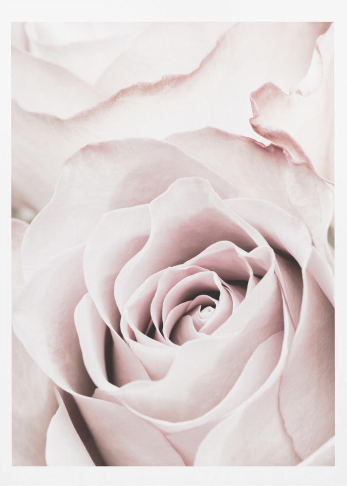 Pink Rose No 05 | Poster