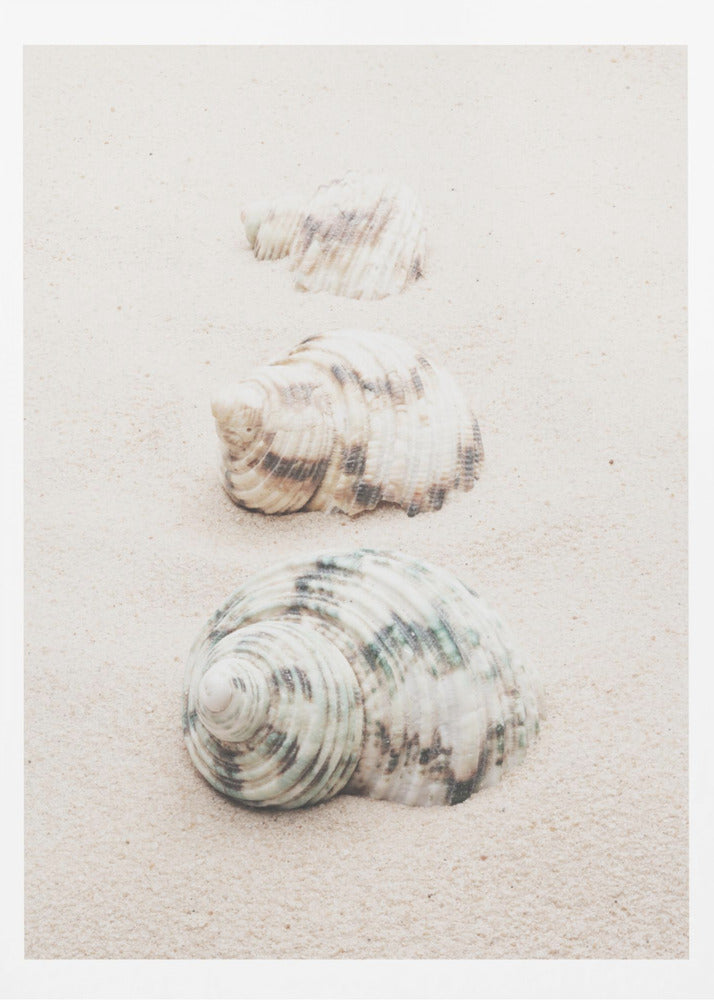 Shells | Poster