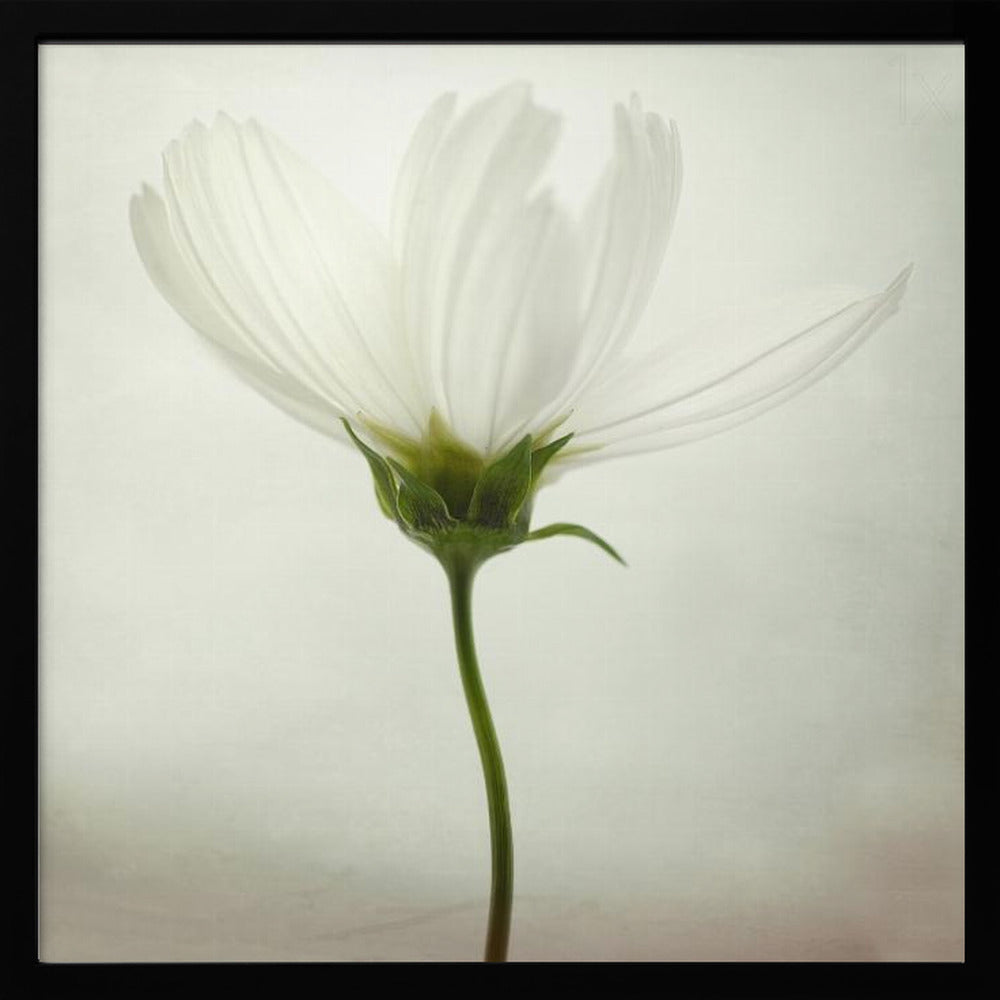 White cosmos | Poster