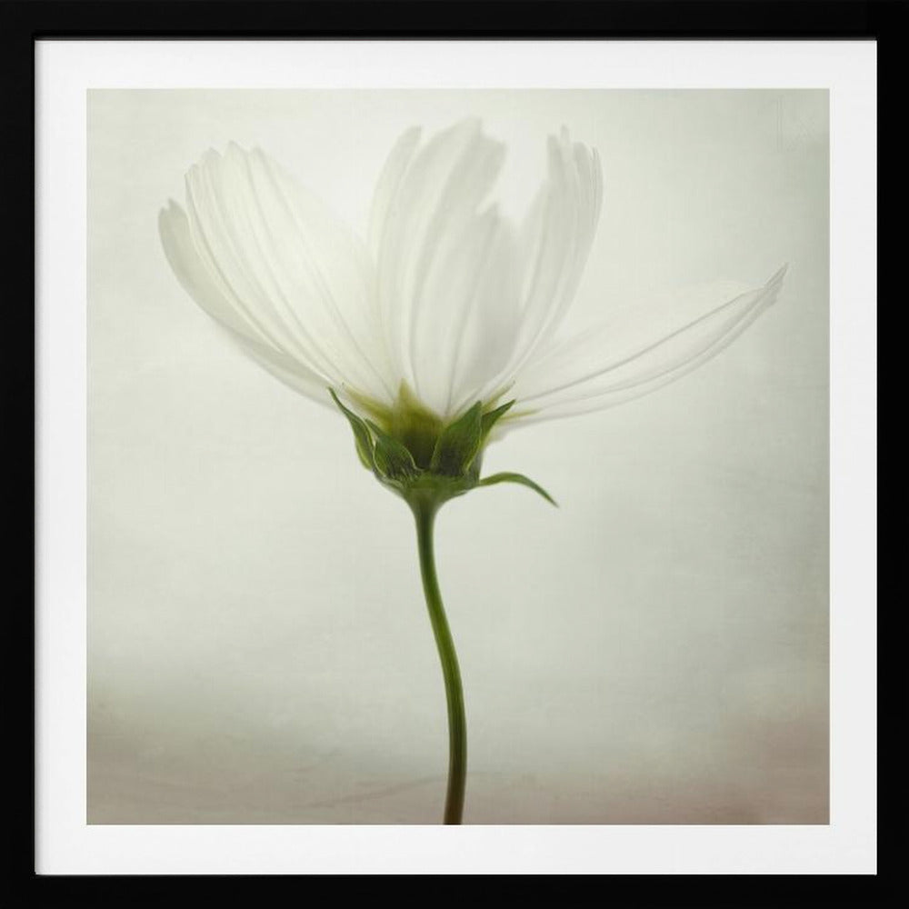White cosmos | Poster