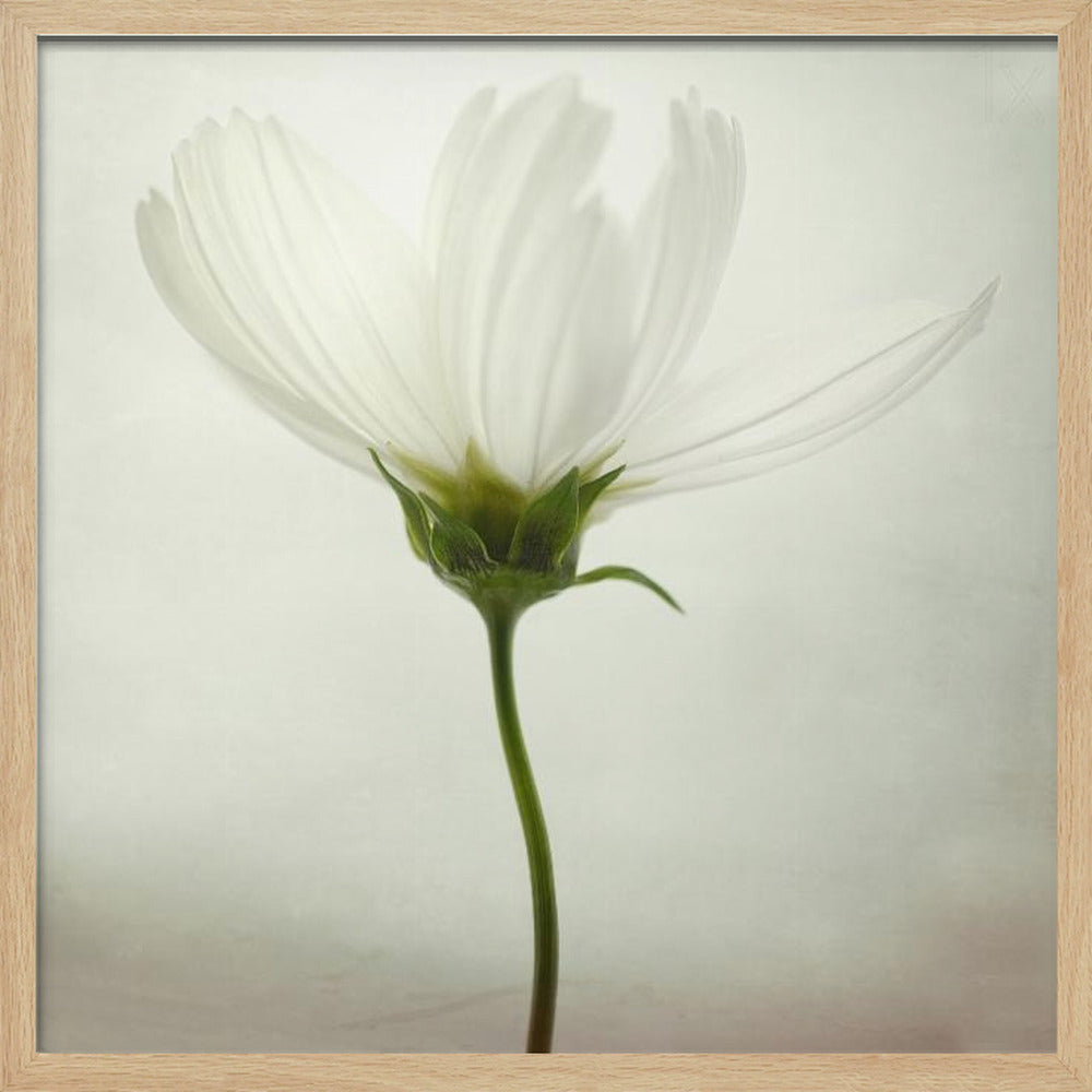 White cosmos | Poster