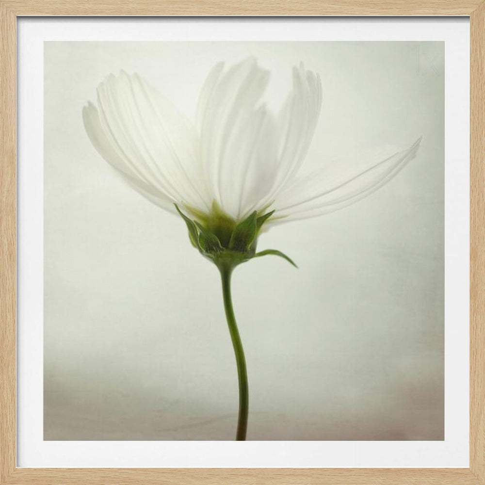 White cosmos | Poster