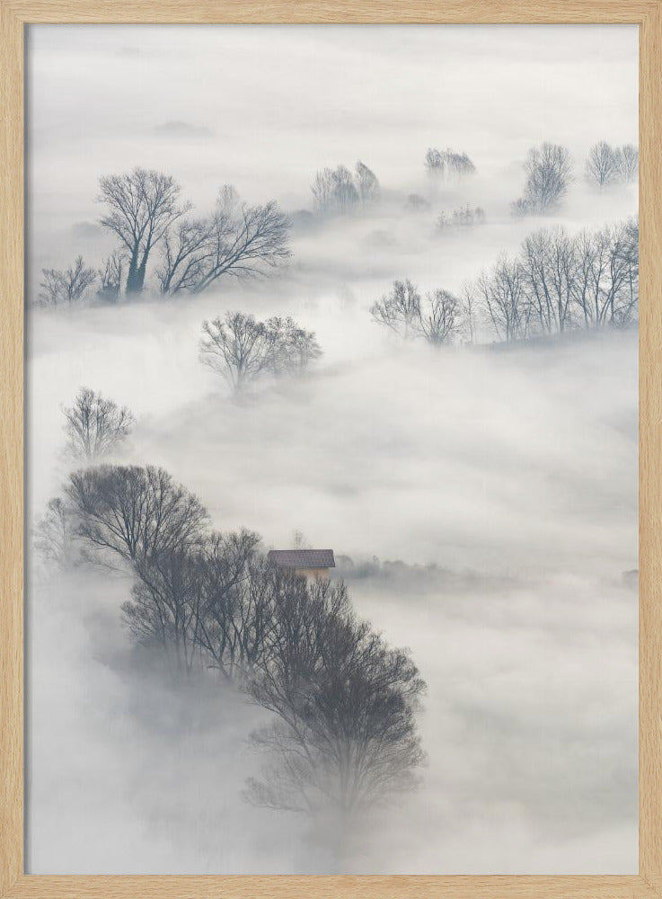 Trees in the fog | Poster