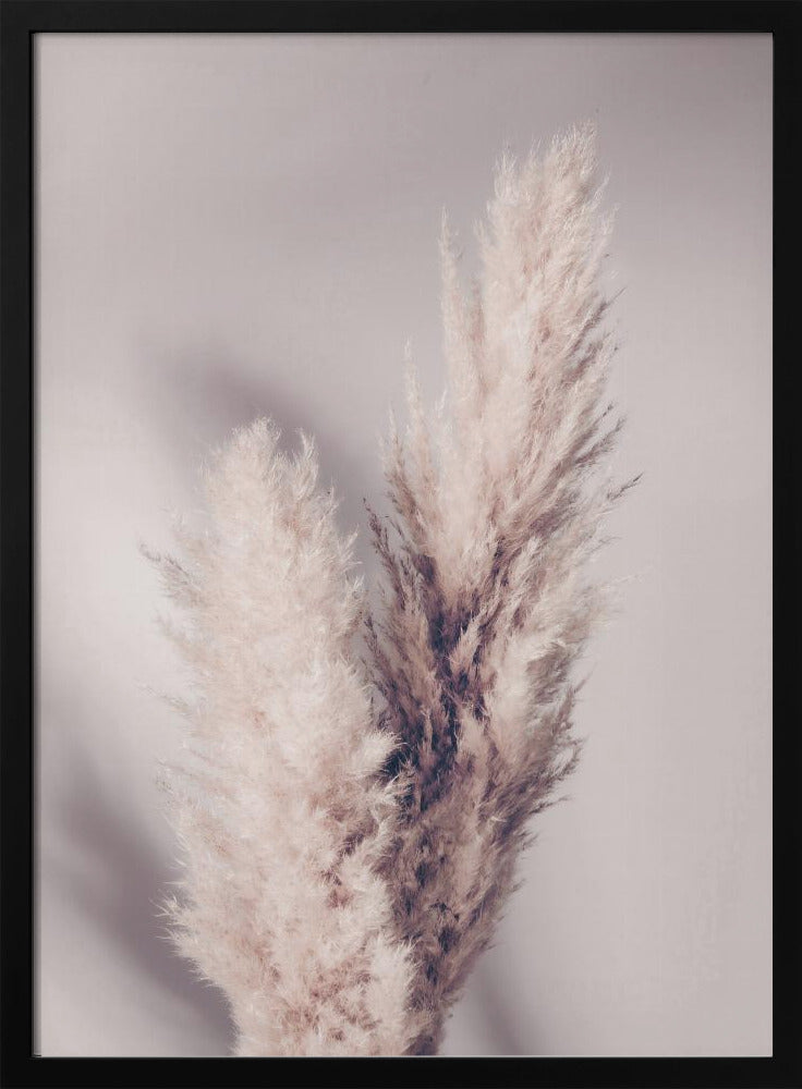 Pampas Grass | Poster
