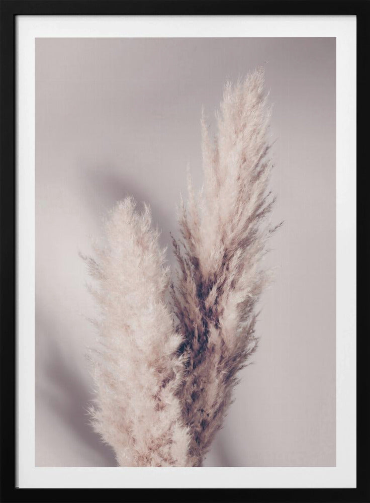Pampas Grass | Poster