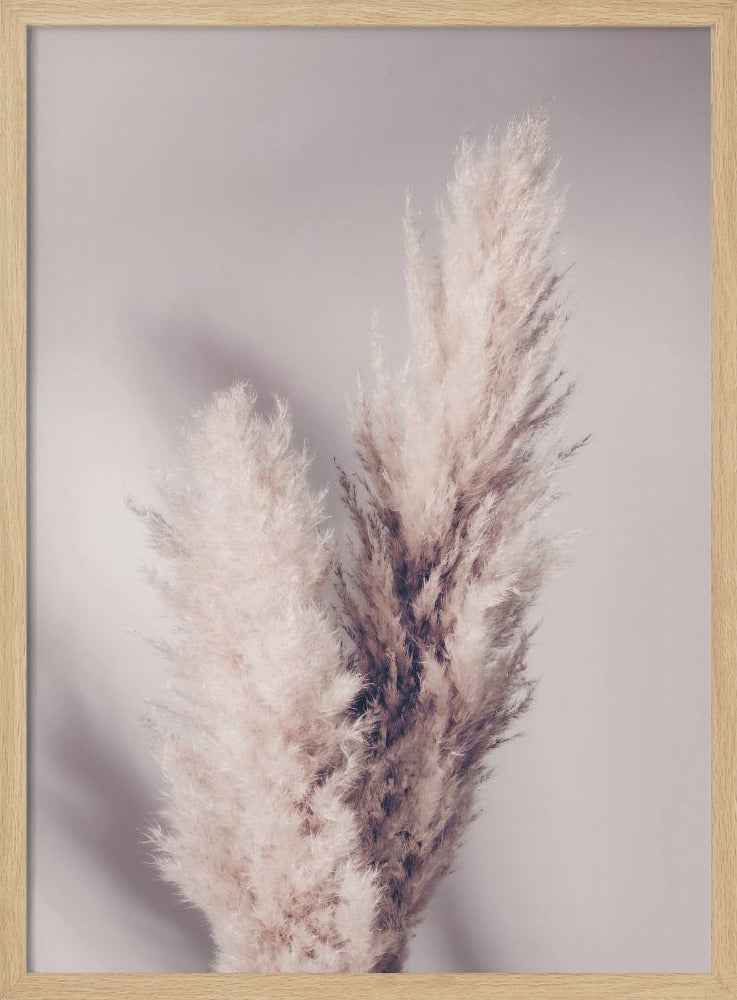 Pampas Grass | Poster