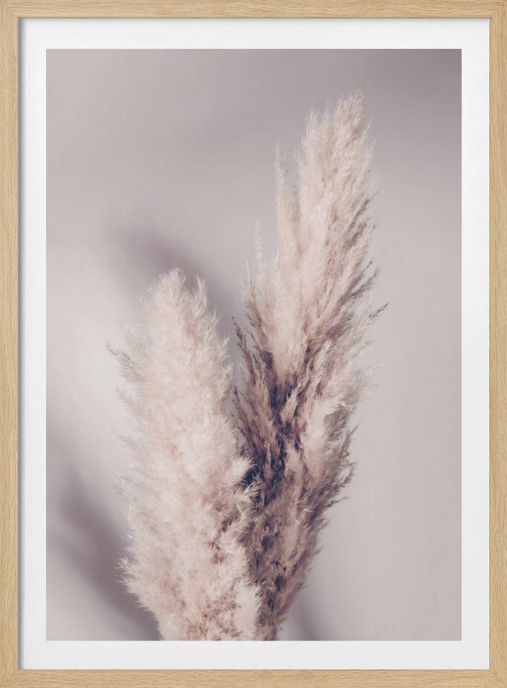 Pampas Grass | Poster