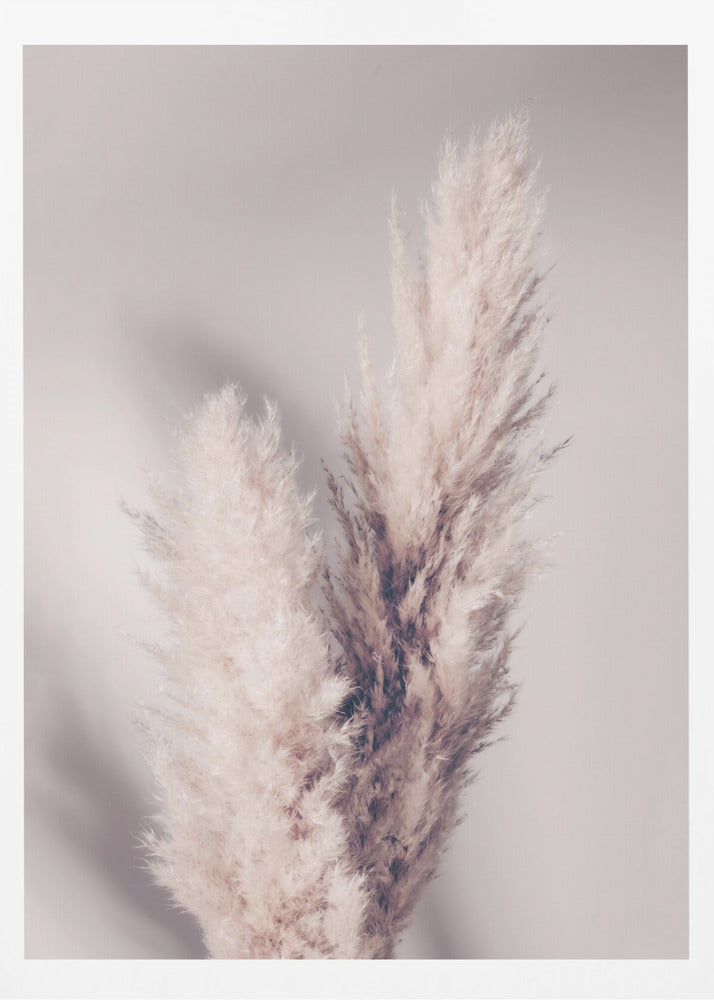Pampas Grass | Poster
