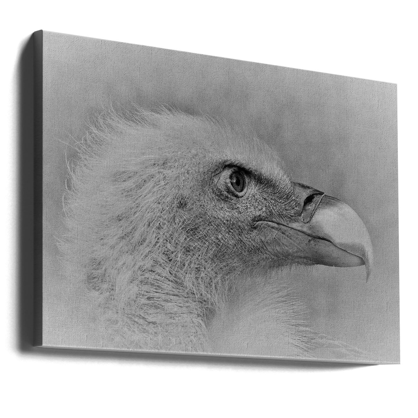 Bald eagle | Canvas