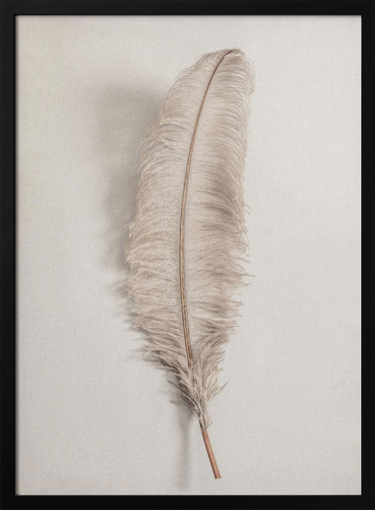 Feather_002 | Poster