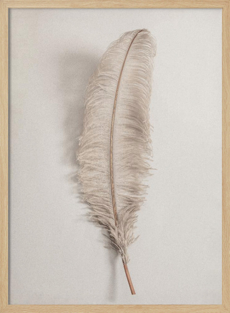Feather_002 | Poster