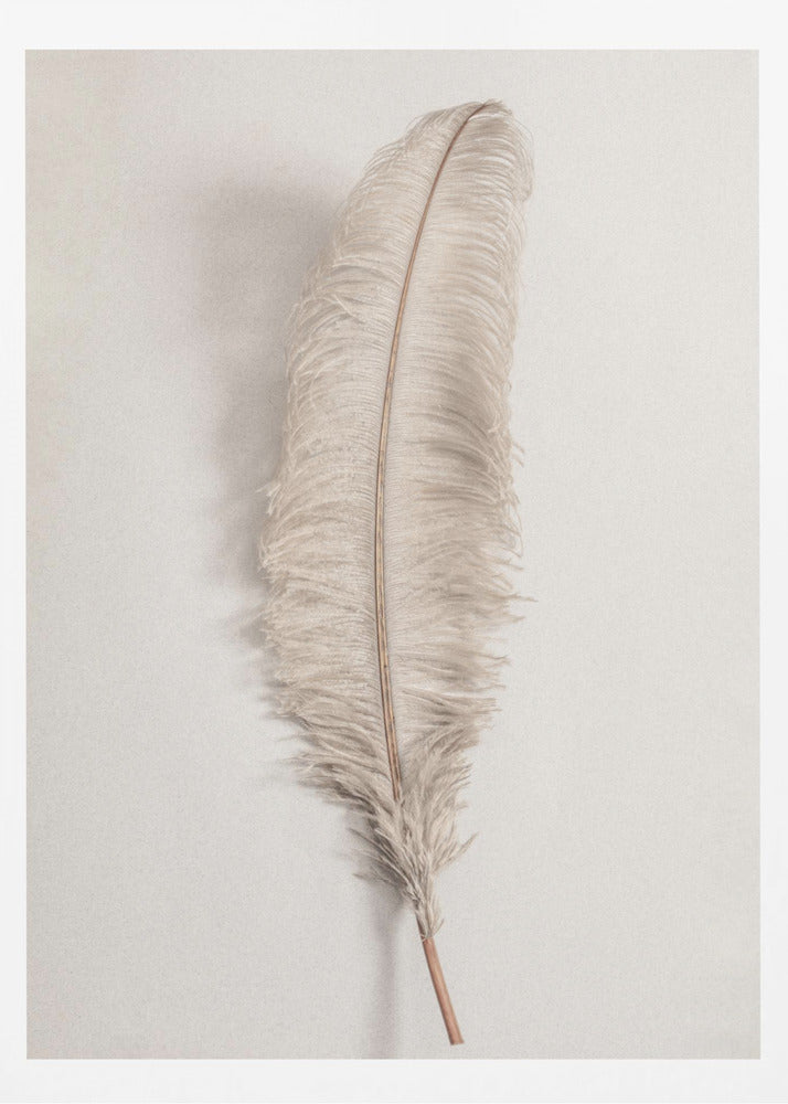 Feather_002 | Poster