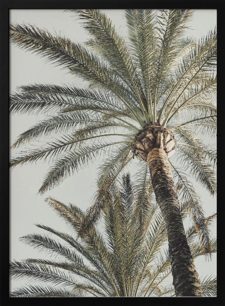 Palm_005 | Poster