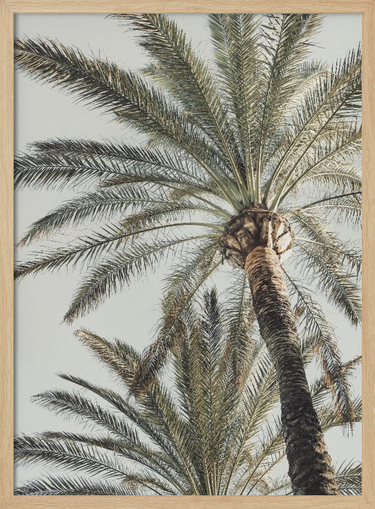 Palm_005 | Poster
