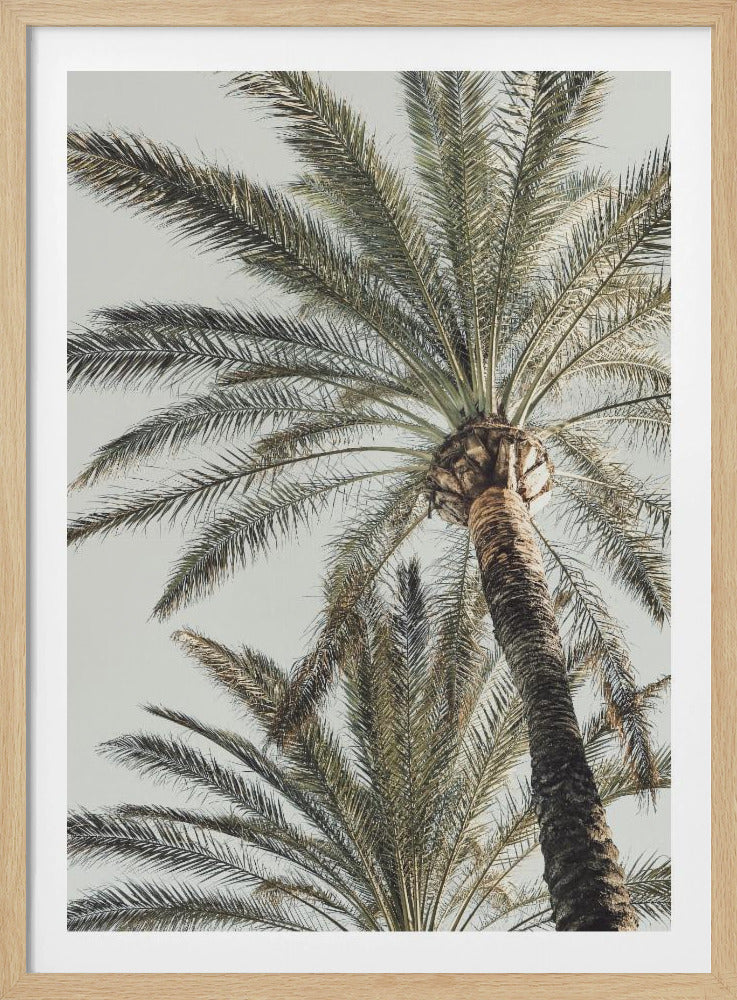 Palm_005 | Poster