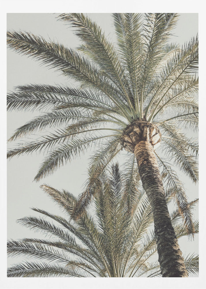 Palm_005 | Poster
