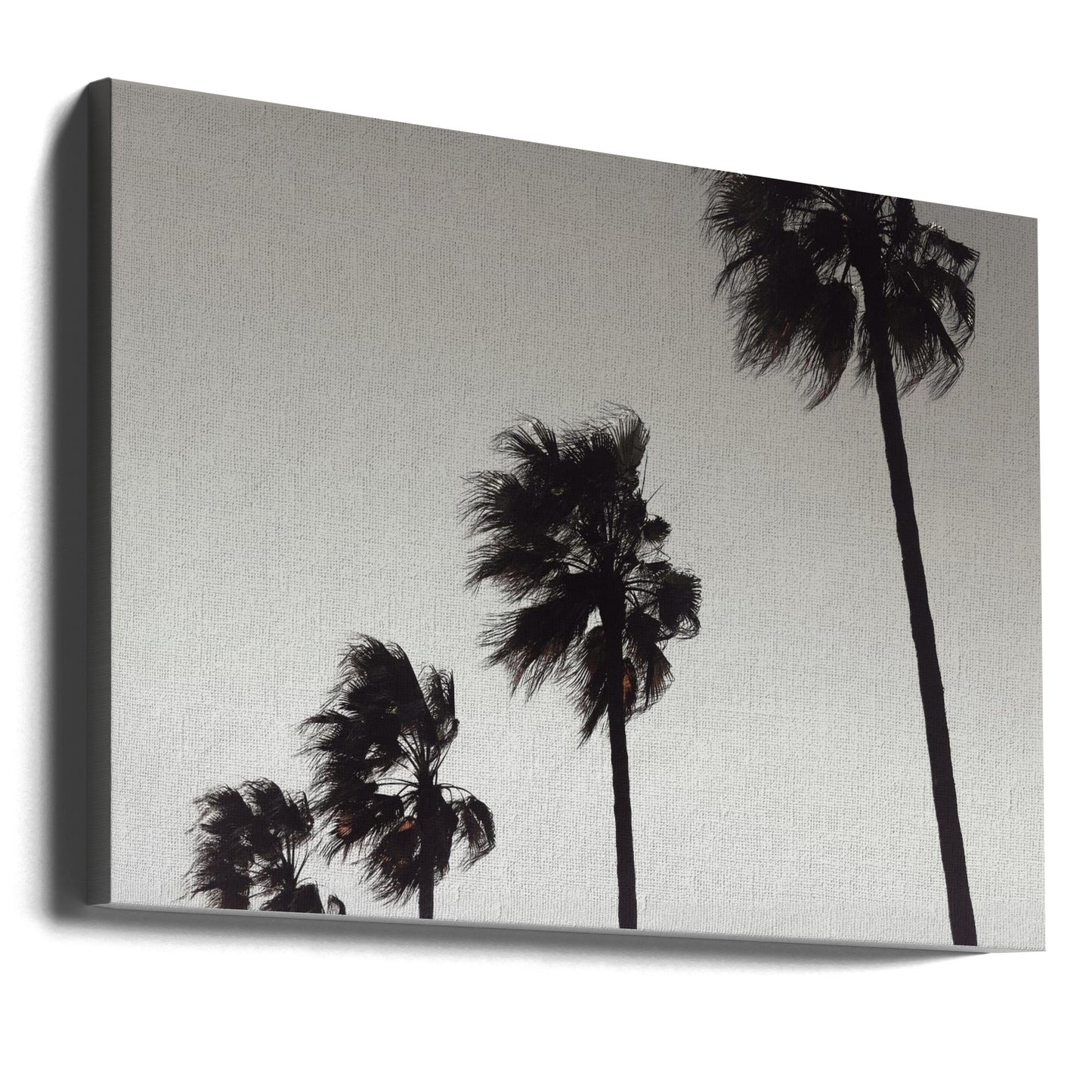 Palme_004 | Leinwand-Bilder