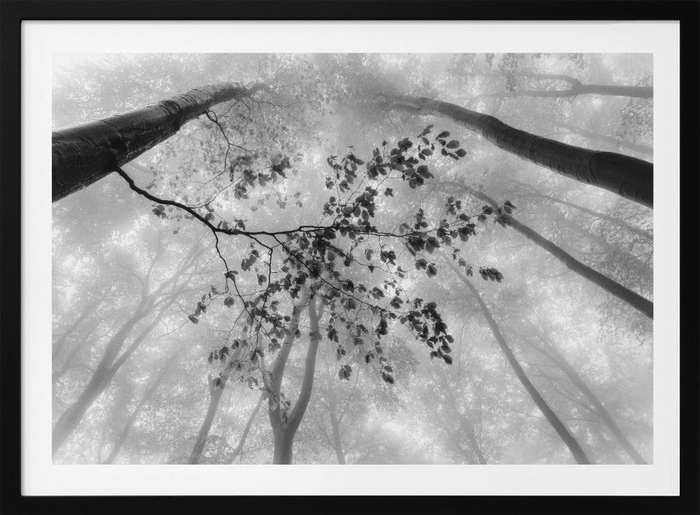 The branch | Poster