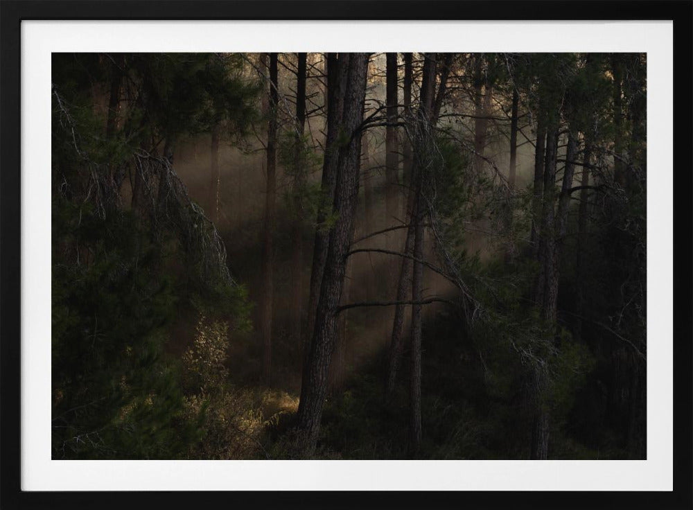 The Magic wood | Poster