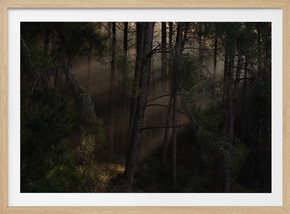 The Magic wood | Poster