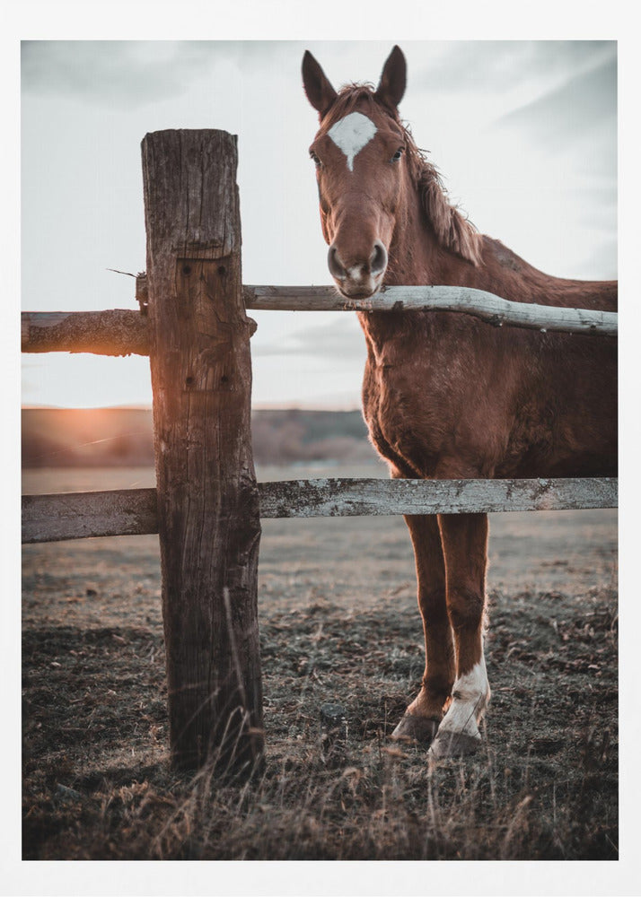 Horse Farm in Skároš, Slovakia | Poster