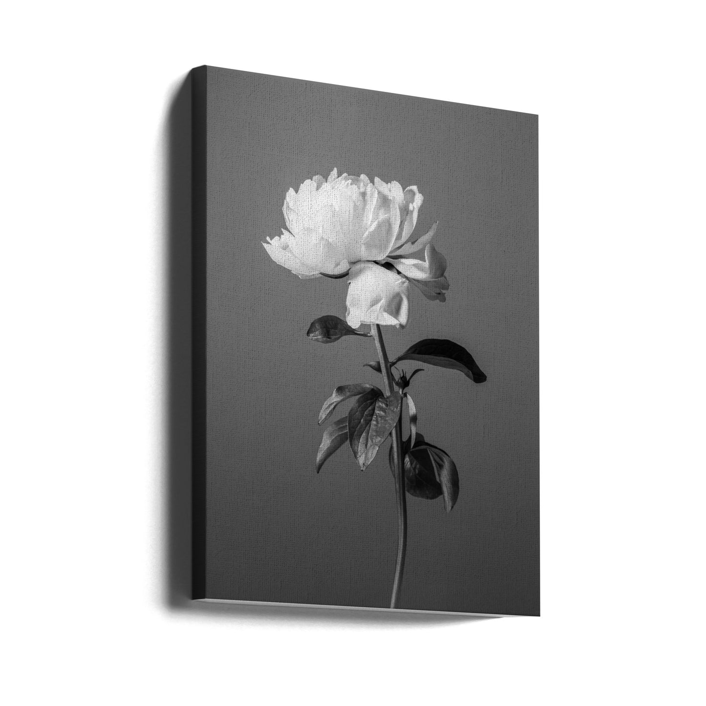 Pioni BW | Canvastaulut