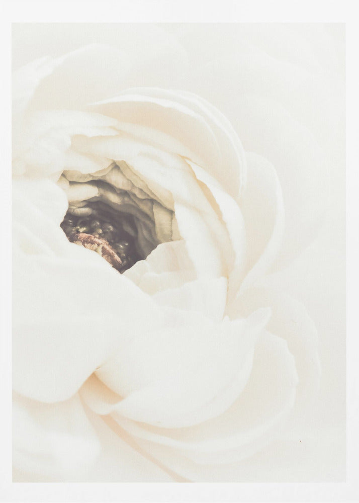 White Flower 01 | Poster