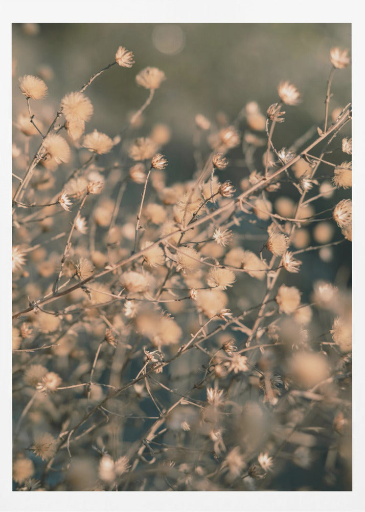 Beach flowers_003 | Poster