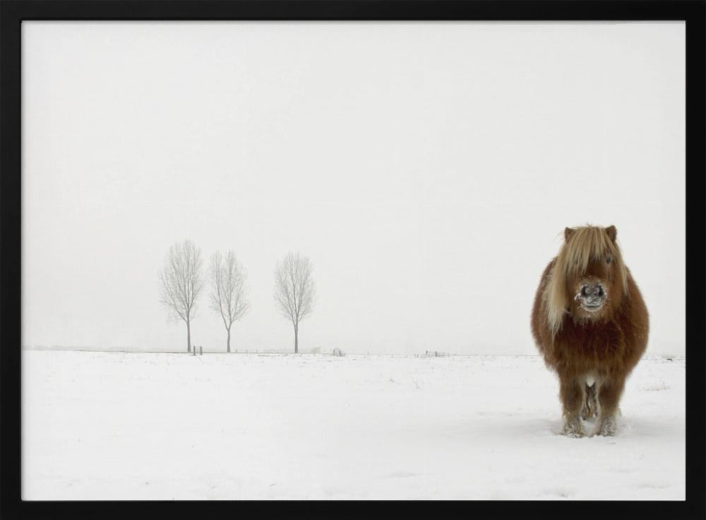 Kylmä poni | Julisteet - Taidevedokset