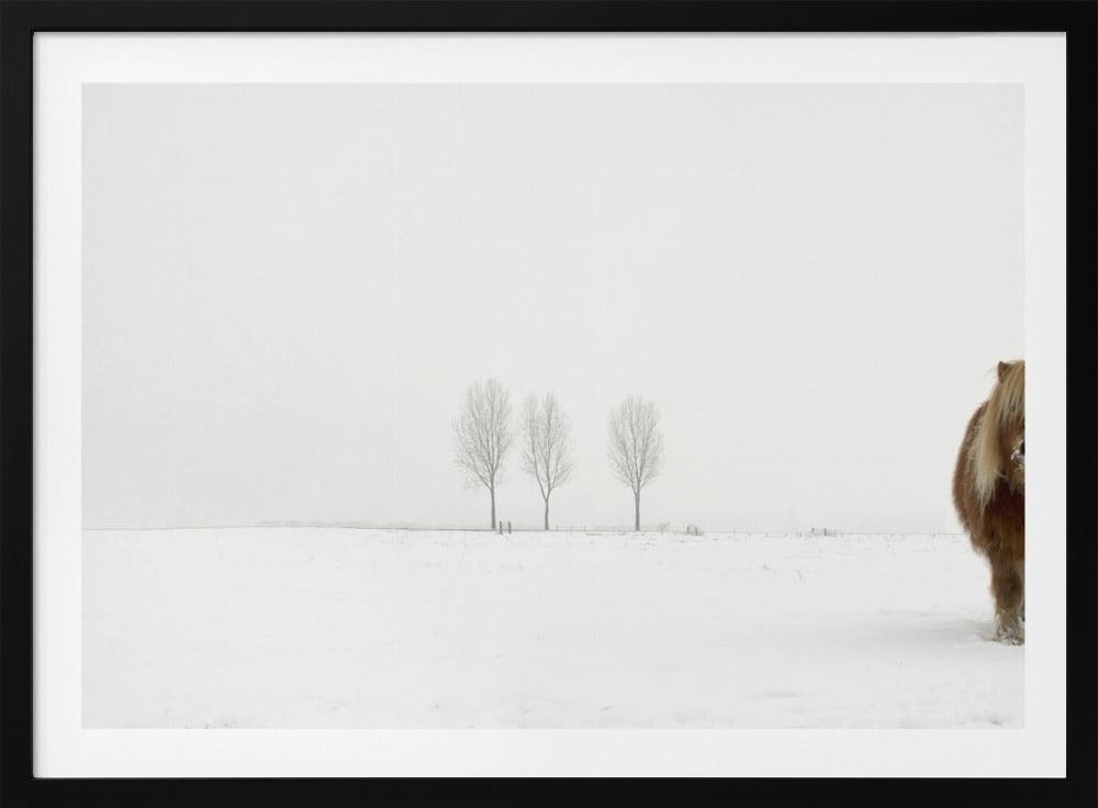 Kylmä poni | Julisteet - Taidevedokset