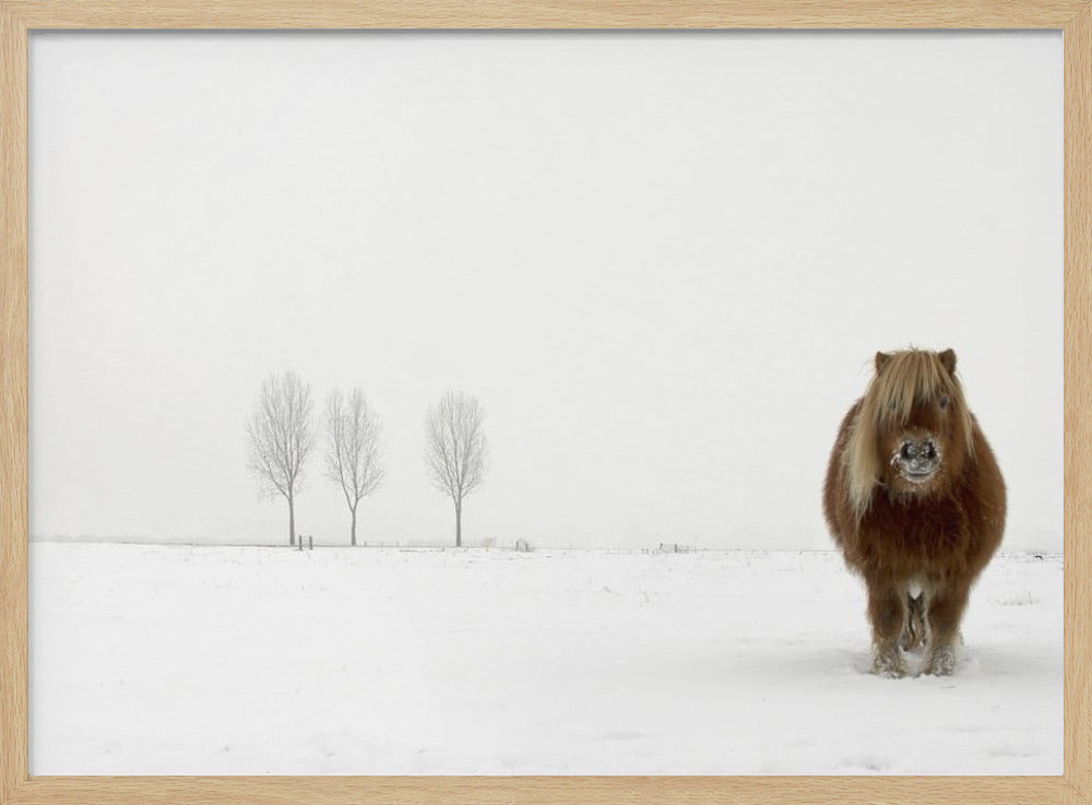 Kylmä poni | Julisteet - Taidevedokset