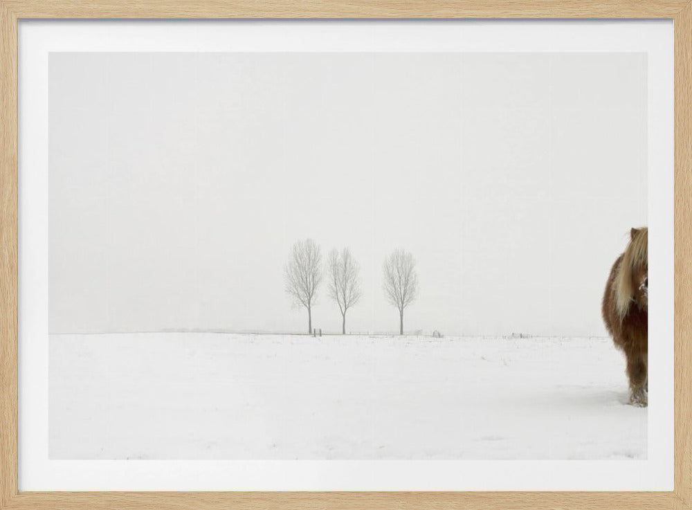 Kylmä poni | Julisteet - Taidevedokset