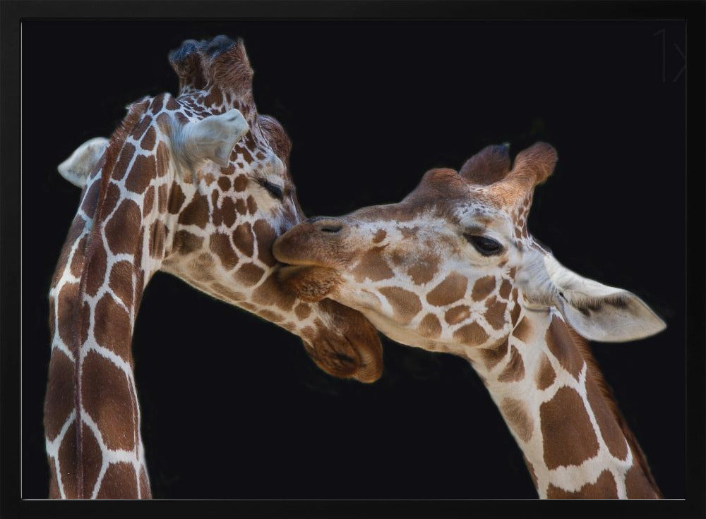 El beso | Posters - Impresiones de Arte