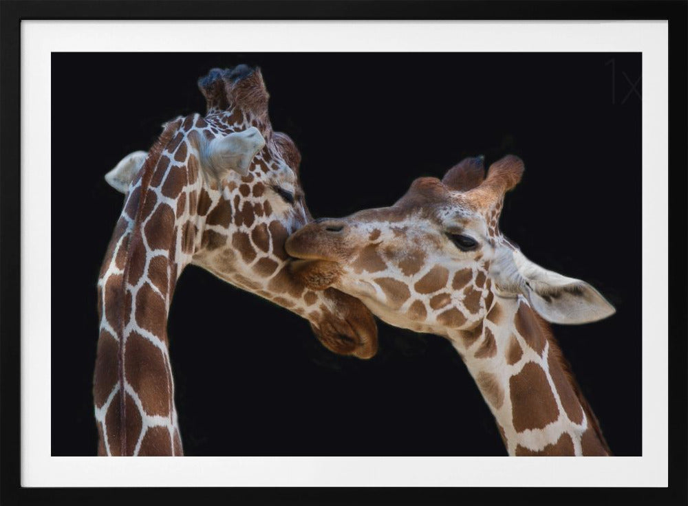 El beso | Posters - Impresiones de Arte