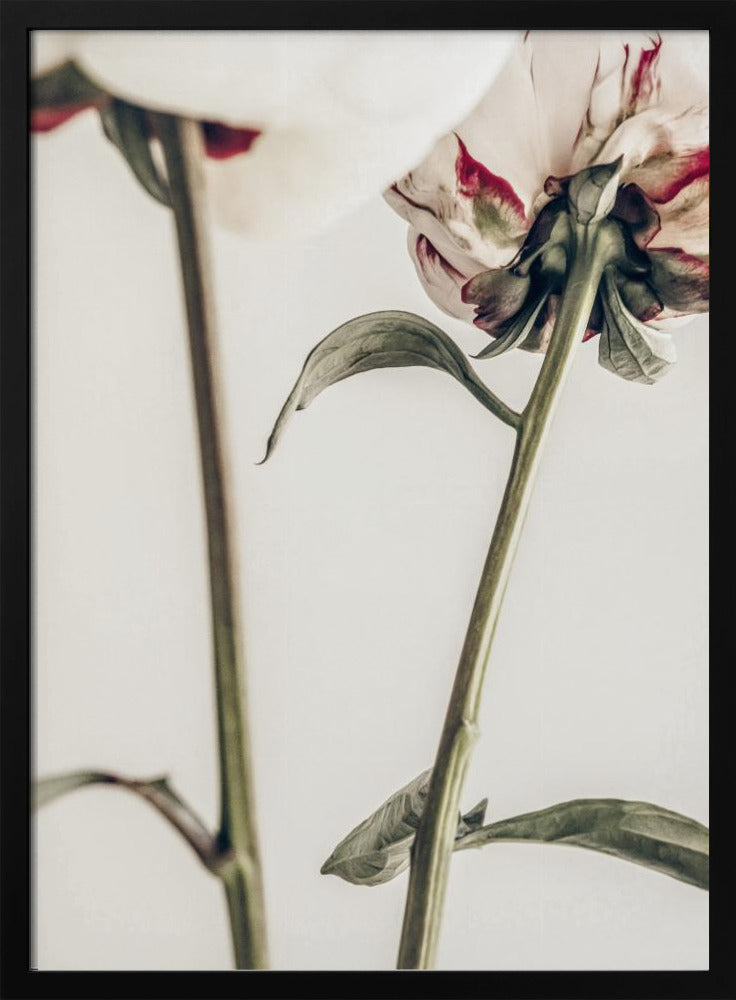 Peony 01 | Poster