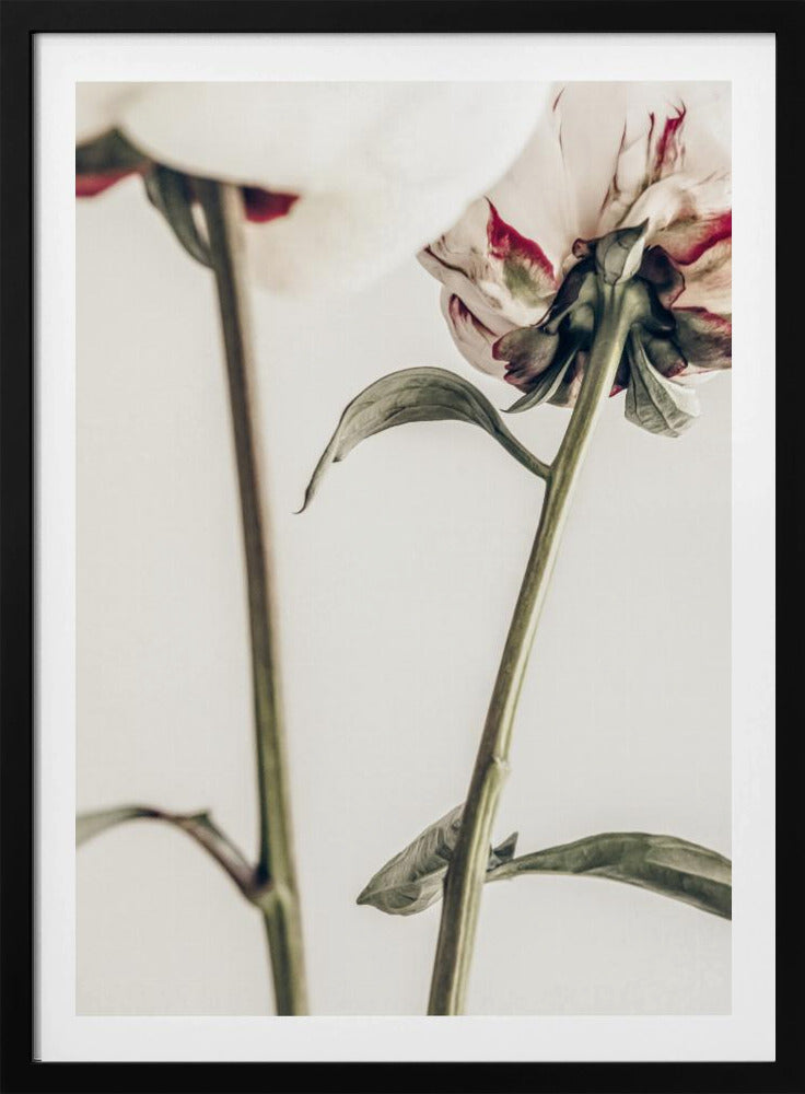 Peony 01 | Poster