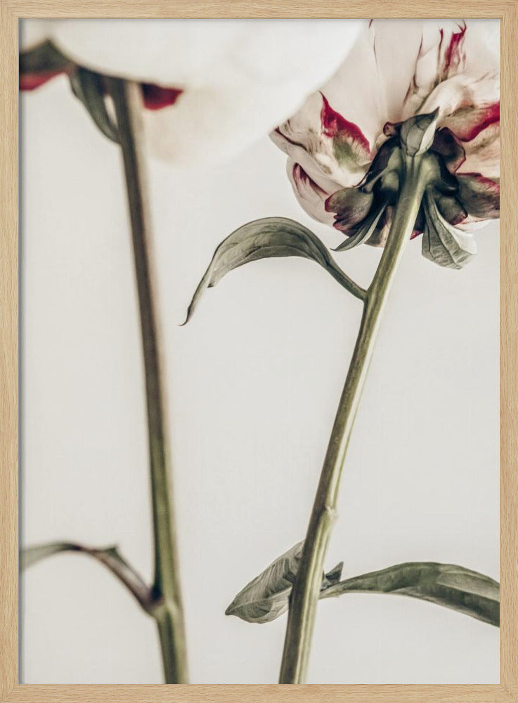 Peony 01 | Poster