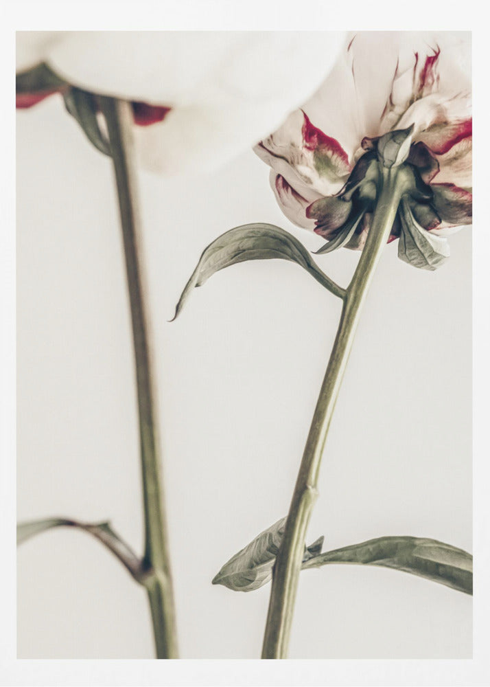 Peony 01 | Poster