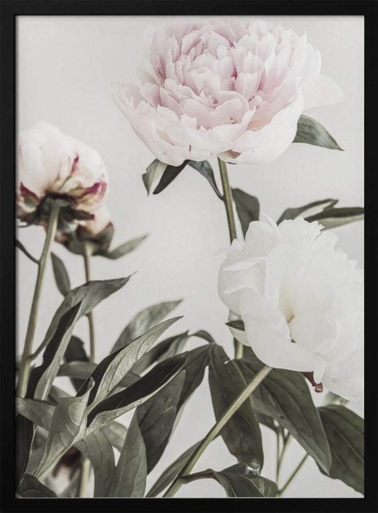 Peony 04 | Poster