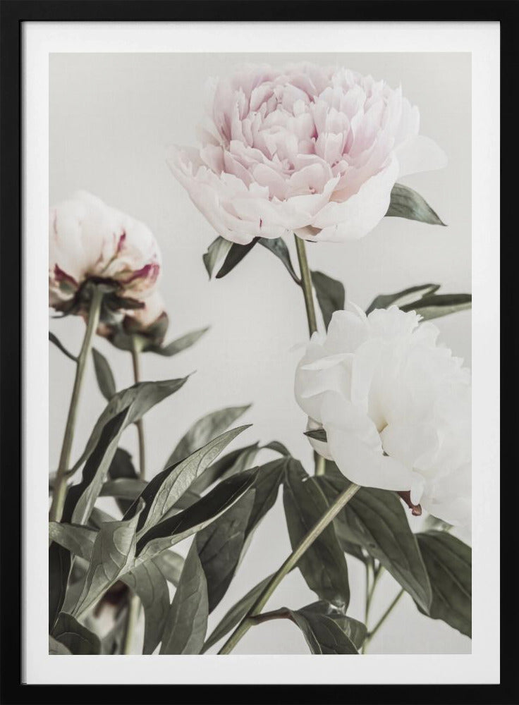 Peony 04 | Poster