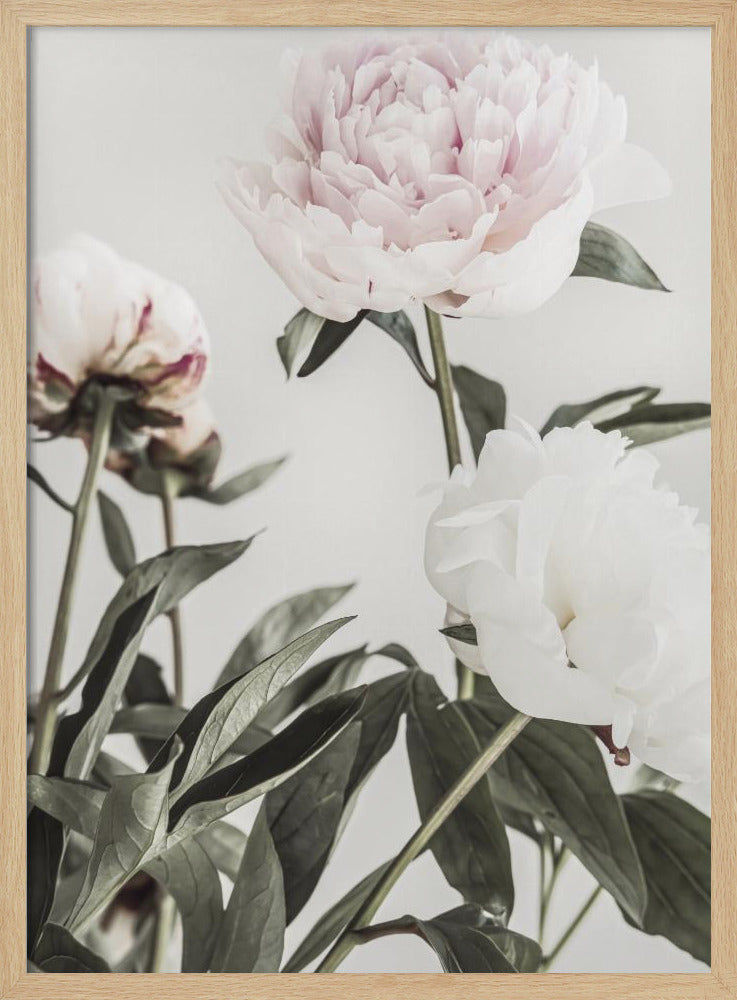 Peony 04 | Poster