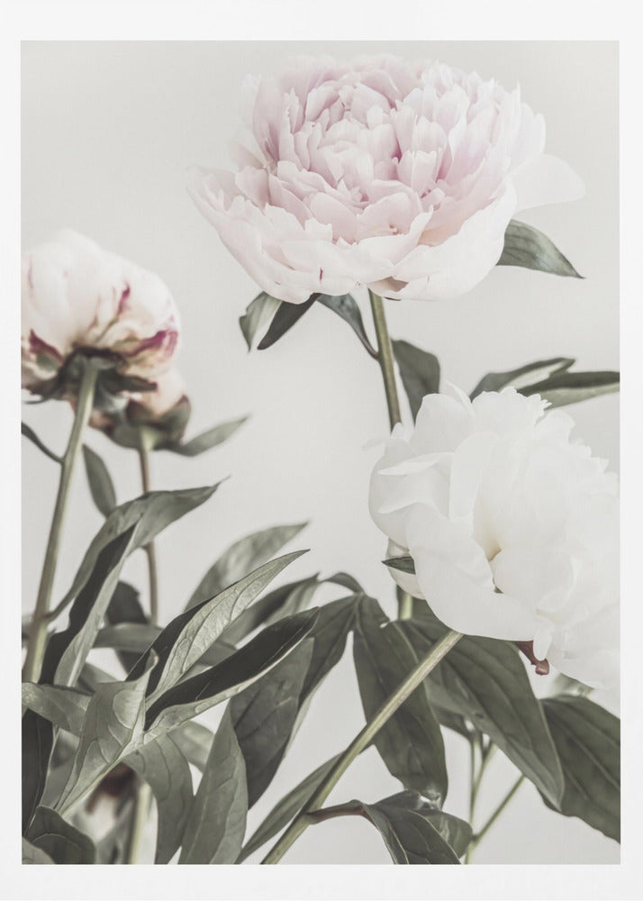 Peony 04 | Poster