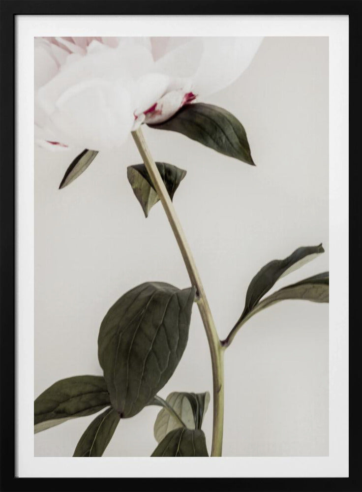 Peony 09 | Poster