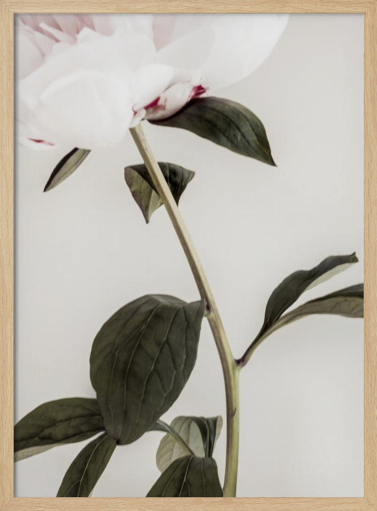 Peony 09 | Poster