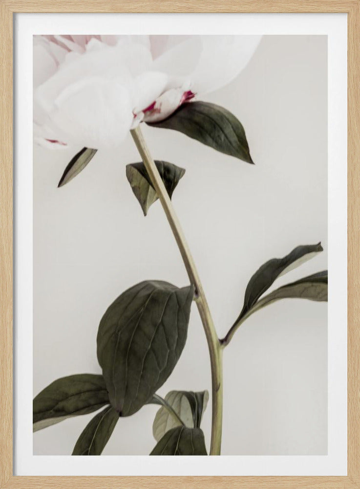 Peony 09 | Poster