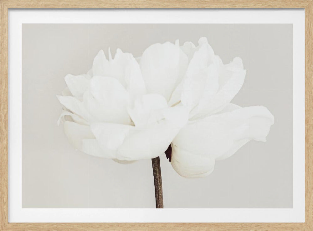 Peony 11 | Poster