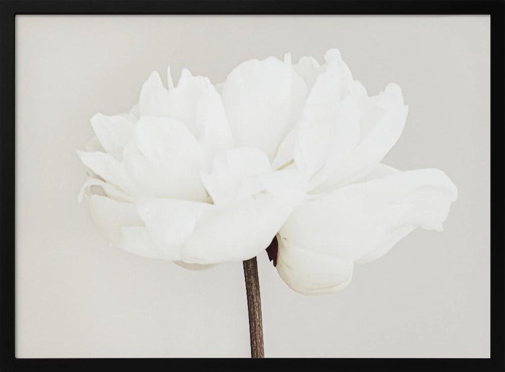 Peonía 11 | Posters  - Impresiones de Arte