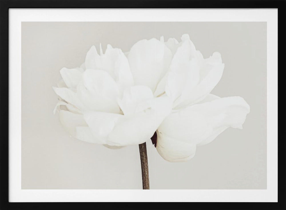 Peonía 11 | Posters  - Impresiones de Arte