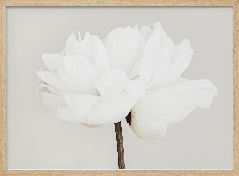 Peonía 11 | Posters  - Impresiones de Arte